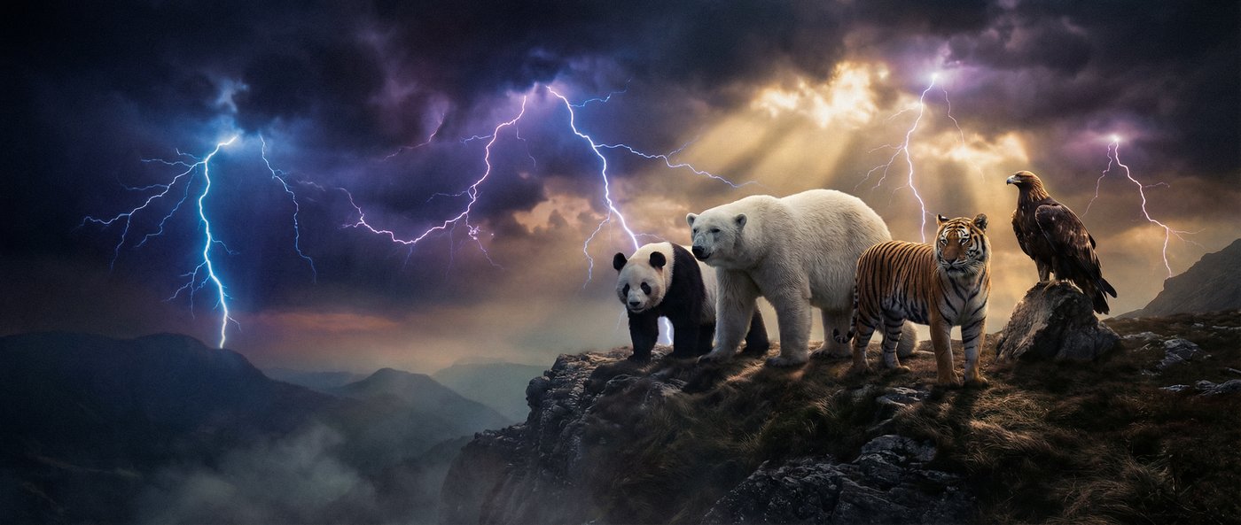 捷克街头动物写真视频社区